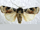 Mentaxya albifrons